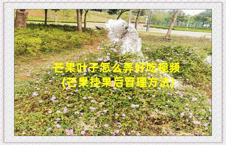 芒果叶子怎么弄好吃视频(芒果挂果后管理方法)